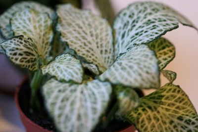 Plant2.jpg