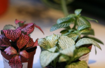 Plants.jpg