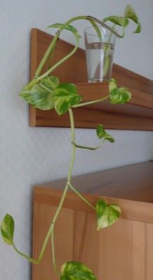 P1050077.JPG