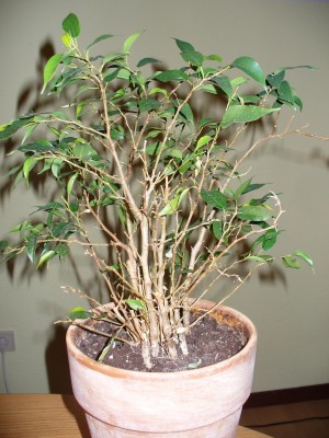 Ficus_RS.jpg
