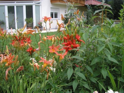 LILIEN.JPG