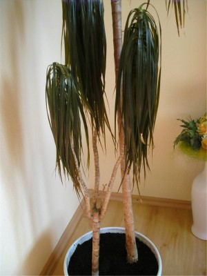 BILD0890.JPG