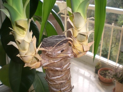 yuccaverluste.jpg