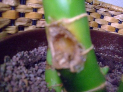DSCF2779.JPG