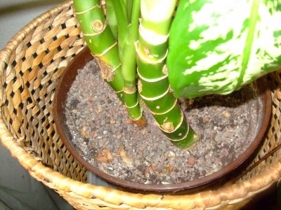 DSCF2773.JPG