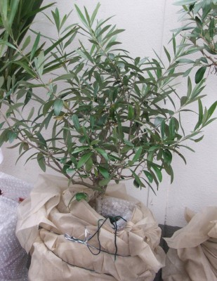 Olivenbaum 22.02.2010.a.jpg