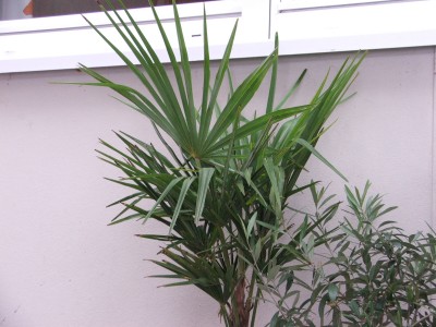 Trachy 22.02.2010.jpg