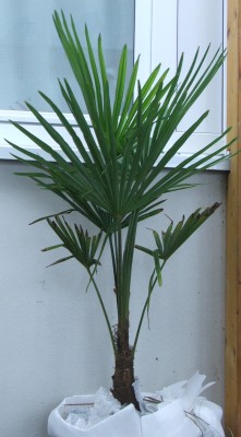Trachy 22.02.2010.a.jpg
