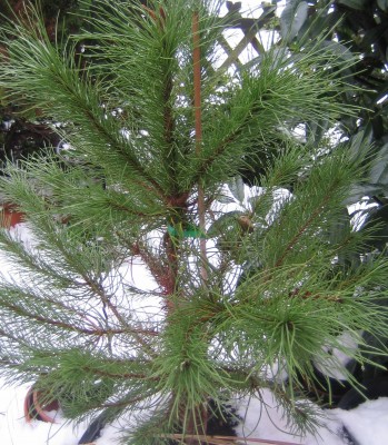 20091222_0001.JPG