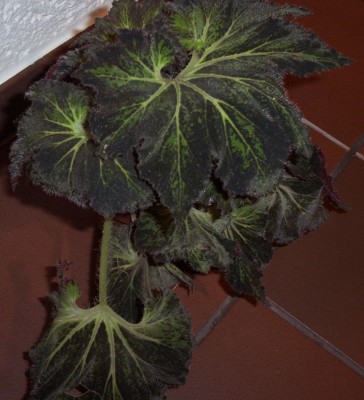 Pflanzen 2010-02-22 001.jpg