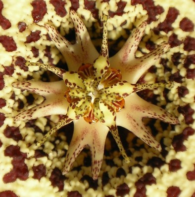 Kopie von Sackstr 047~1.JPG