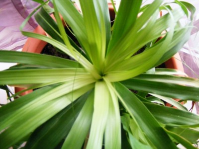 Elefantenbaum-Triebe.JPG