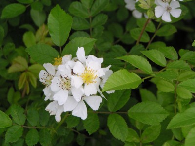 Maselakebogen5.JPG