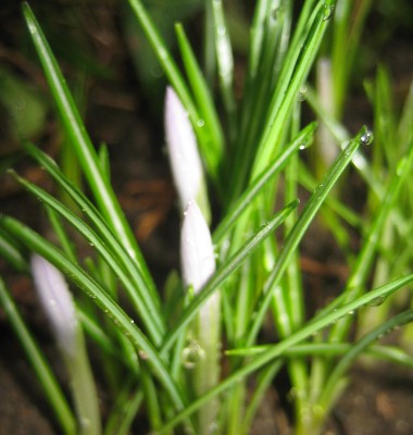 20100223_0001_1.JPG