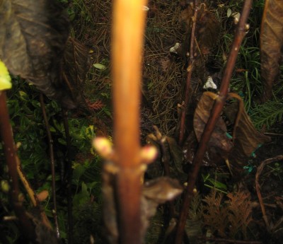 20100223_0001_3.JPG