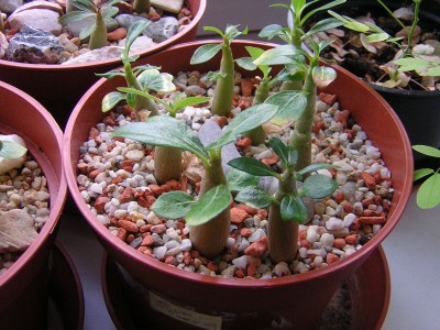 DSCN3610.JPG