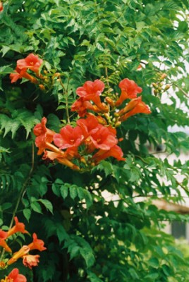 Campsis radic. - Mad.Galen1.jpg