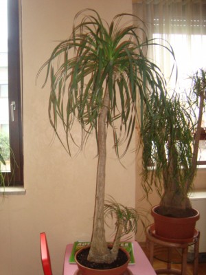 el 008.JPG