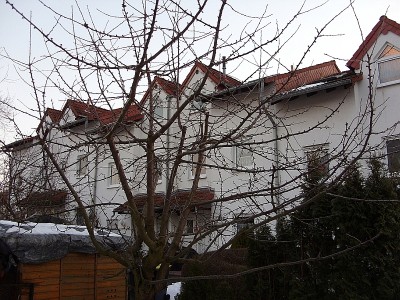 Baum.jpg