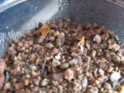 Orbea variegata4.jpg