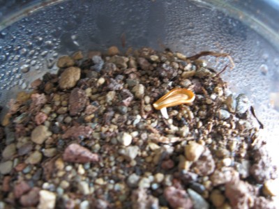 Orbea variegata3.jpg