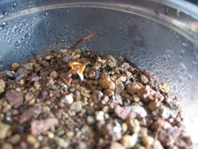 Orbea variegata1.jpg