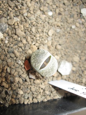 Lithops lesliei ssp. lesliei v. venteri.jpg