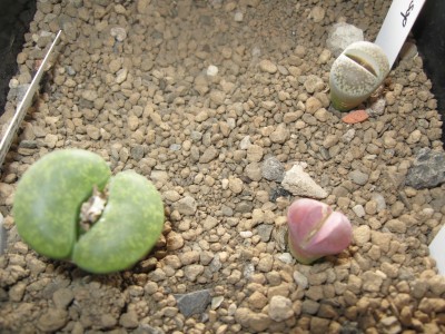 Lithops lesliei cv. Albinica, Lithops otica rubra und Lithops lesliei ssp. lesliei v. venteri.jpg