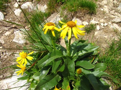 Blume_1.jpg
