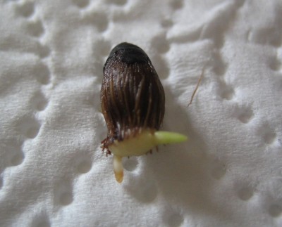 20100224_0001_1.JPG