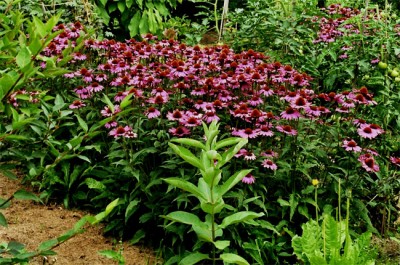 Roter Sonnenhut 002.jpg