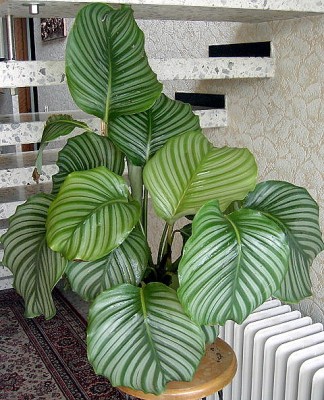 Korbmarante - Calathea orbifolia.JPG
