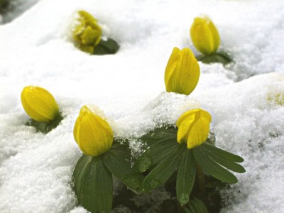 00winterlinge.JPG