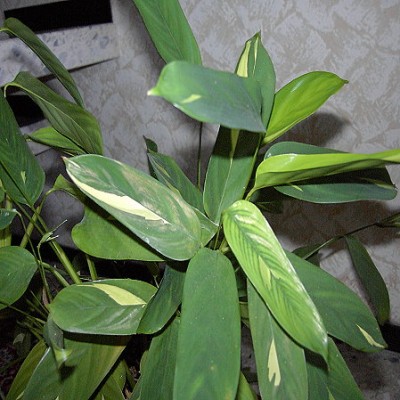 Pfeilwurz Maranta arundinacea.JPG