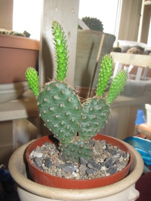 Opuntia  fragilis Hybride 'Freiberg'.jpg