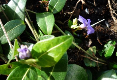 Vinca.JPG