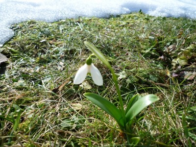 erster Frühlingsbote.JPG