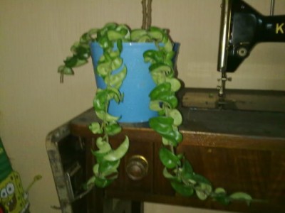blume2.jpg