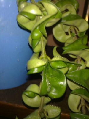 blume1.jpg
