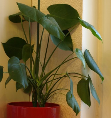 Monstera.jpg