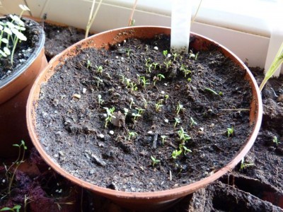 Aquilegia x puryearana1.jpg