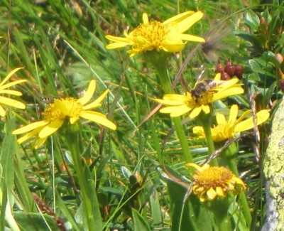 Blumenkelch.jpg