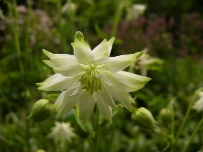 Aquilegia vulgaris green apples1.jpg