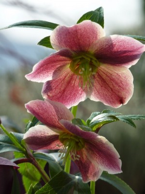 Helleborus1.jpg