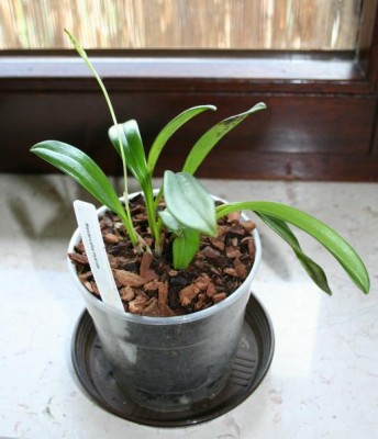 VK Masdevallia.JPG