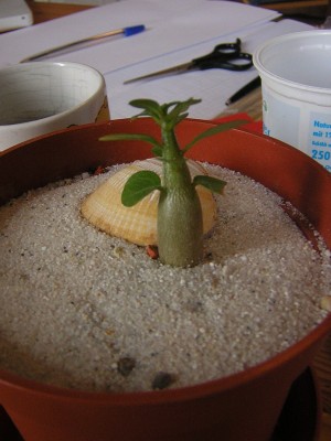 DSCN3627.JPG