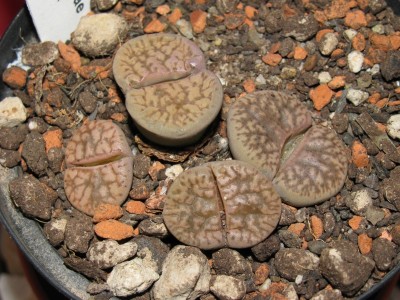 Lithops.jpg