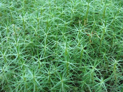 Gras#3_1.jpg