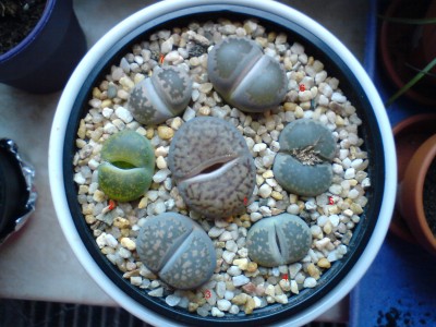 Lithops Nr.jpg