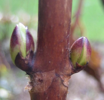 20100227_0001_9.JPG